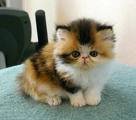 british short haire kittens for adoption