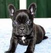 agent puppies for free adoption french bull dog